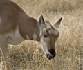 Pronghorn Antelope Grazing Montana Royalty Free Stock Photo