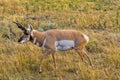 Pronghorn Antelope grazing in Yellowstone National Park, Wyoming, USA Royalty Free Stock Photo