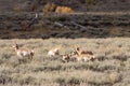 Pronghorn Antelope Herd in Autumn Royalty Free Stock Photo