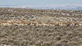 Pronghorn Antelope herd in desert Royalty Free Stock Photo