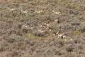 Pronghorn Antelope Herd in Fall Royalty Free Stock Photo