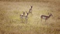 Antelope Herd in a Field in Colorado Royalty Free Stock Photo