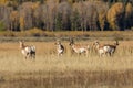 Pronghorn Antelope Herd in Rut Royalty Free Stock Photo