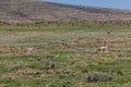 Pronghorn Antelope Herd in Rut Royalty Free Stock Photo