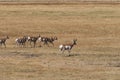 Pronghorn Antelope Herd in Rut Royalty Free Stock Photo