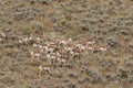 Pronghorn Antelope Herd Rutting in Fall Royalty Free Stock Photo