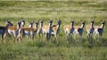 Pronghorn Antelope Herd