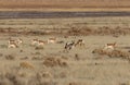Pronghorn Antelope Herd in Utah Royalty Free Stock Photo