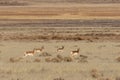 Pronghorn Antelope Herd Royalty Free Stock Photo