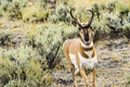 Pronghorn Antelope Royalty Free Stock Photo