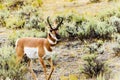 Pronghorn Antelope in Jackson Hole Royalty Free Stock Photo