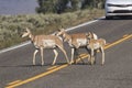 Pronghorn antelopes Antiloparpa americana Royalty Free Stock Photo