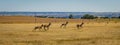 Pronghorn racing on the Montana grassy fields Royalty Free Stock Photo