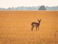 Pronghorn, an antelope-like wild animal Royalty Free Stock Photo