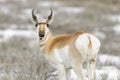 Pronghorn Antelope looking at camera Royalty Free Stock Photo