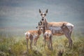 Pronghorn Antelope Mother and Babies Royalty Free Stock Photo