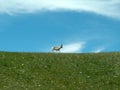 Pronghorn Antelope near Milk River, Alberta Royalty Free Stock Photo