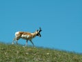 Pronghorn Antelope near Milk River, Alberta Royalty Free Stock Photo