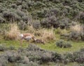 Pronghorn Antelope Nudging Her Baby Royalty Free Stock Photo