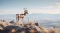 Pronghorn Antelope Overlooking Mountain Valley