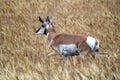 Pronghorn Antelope Prairie Canada Royalty Free Stock Photo