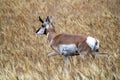 Pronghorn Antelope Prairie Canada