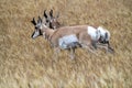 Pronghorn Antelope Prairie Canada Royalty Free Stock Photo