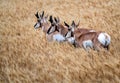 Pronghorn Antelope Prairie Canada Royalty Free Stock Photo
