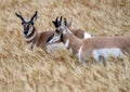 Pronghorn Antelope Prairie Canada Royalty Free Stock Photo