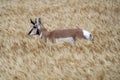 Pronghorn Antelope Prairie Canada Royalty Free Stock Photo