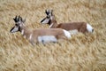 Pronghorn Antelope Prairie Canada Royalty Free Stock Photo