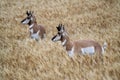 Pronghorn Antelope Prairie Canada Royalty Free Stock Photo