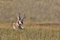 Pronghorn antelope resting in dry grass in Montana