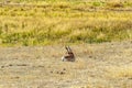 Pronghorn Antelope resting in Yellowstone National Park, Wyoming, USA Royalty Free Stock Photo