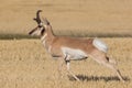 Pronghorn Antelope running through field