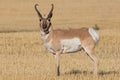 Pronghorn Antelope running through field