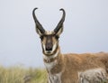 PRONGHORN ANTELOPE IN SAGEBRUSH MEADOW STOCK IMAGE Royalty Free Stock Photo