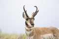 PRONGHORN ANTELOPE IN SAGEBRUSH MEADOW STOCK IMAGE Royalty Free Stock Photo