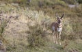 PRONGHORN ANTELOPE IN SAGEBRUSH MEADOW STOCK IMAGE Royalty Free Stock Photo