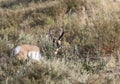 PRONGHORN ANTELOPE IN SAGEBRUSH MEADOW STOCK IMAGE Royalty Free Stock Photo