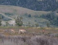 Pronghorn Antelope in The Tetons Royalty Free Stock Photo