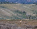 Pronghorn Antelope in The Tetons Royalty Free Stock Photo