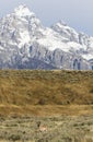 PRONGHORN ANTELOPE WITH TETONS STOCK IMAGE Royalty Free Stock Photo