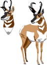 Pronghorn antelope vector Royalty Free Stock Photo