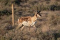 Pronghorn Antelope walking along the side of U.S. Highway 287 Royalty Free Stock Photo