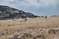 Yellowstone National Park pronghorn antelope in winter Royalty Free Stock Photo