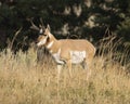 Pronghorn antelope, Yellowstone National Park, Wyoming Royalty Free Stock Photo