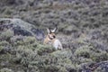 Pronghorn Antelope in Yellowstone National Park Royalty Free Stock Photo