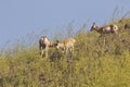 Pronghorn antelopes at mountain meadow Royalty Free Stock Photo