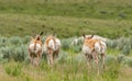 Pronghorn Antelopes Run Across Field Royalty Free Stock Photo